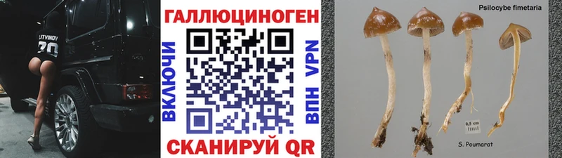 Псилоцибиновые грибы Psilocybe  Ульяновск 